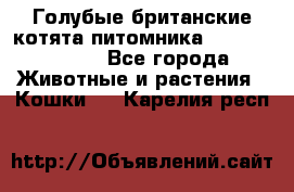 Голубые британские котята питомника Silvery Snow. - Все города Животные и растения » Кошки   . Карелия респ.